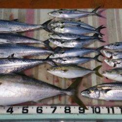 火遠理丸（ほおりまる） 釣果