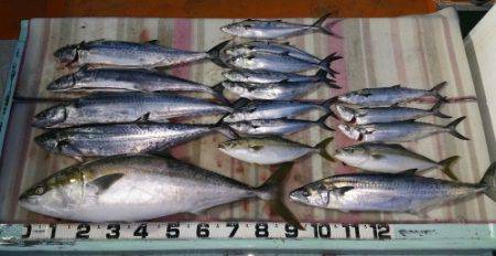 火遠理丸（ほおりまる） 釣果