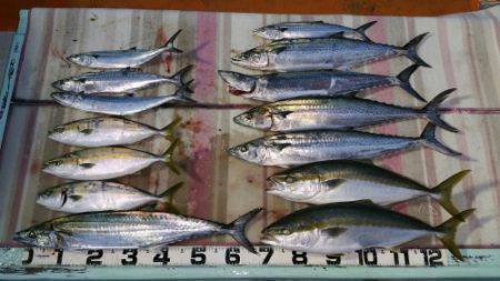 火遠理丸（ほおりまる） 釣果