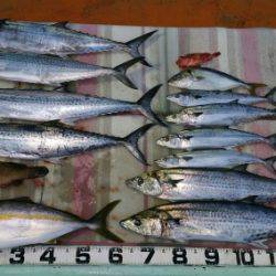 火遠理丸（ほおりまる） 釣果