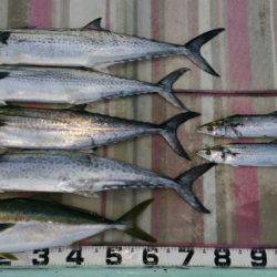 火遠理丸（ほおりまる） 釣果