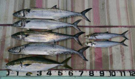 火遠理丸（ほおりまる） 釣果