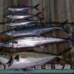 火遠理丸（ほおりまる） 釣果