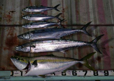 火遠理丸（ほおりまる） 釣果