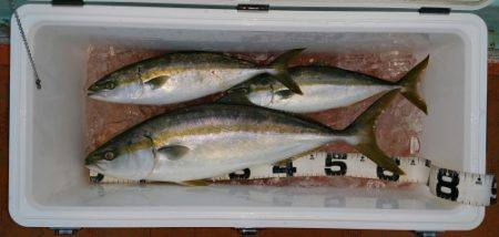 火遠理丸（ほおりまる） 釣果