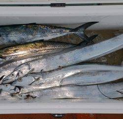 火遠理丸（ほおりまる） 釣果