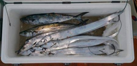 火遠理丸（ほおりまる） 釣果