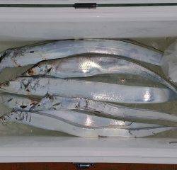 火遠理丸（ほおりまる） 釣果