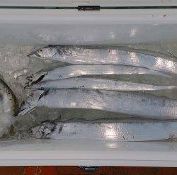 火遠理丸（ほおりまる） 釣果