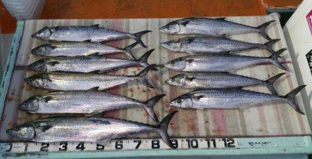 火遠理丸（ほおりまる） 釣果