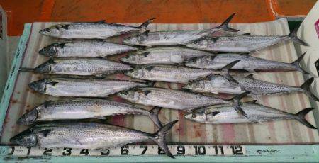 火遠理丸（ほおりまる） 釣果