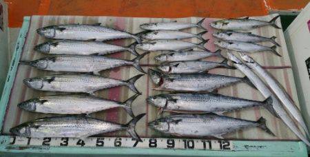 火遠理丸（ほおりまる） 釣果