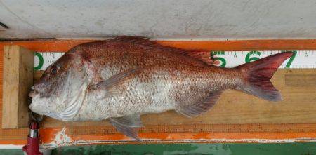 火遠理丸（ほおりまる） 釣果