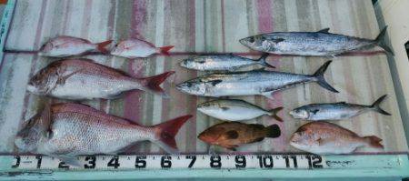 火遠理丸（ほおりまる） 釣果