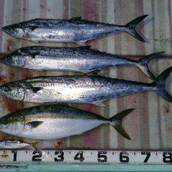 火遠理丸（ほおりまる） 釣果