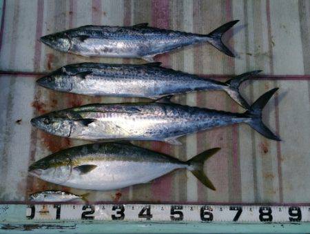 火遠理丸（ほおりまる） 釣果