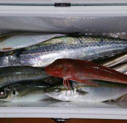 火遠理丸（ほおりまる） 釣果