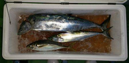 火遠理丸（ほおりまる） 釣果