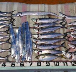 火遠理丸（ほおりまる） 釣果