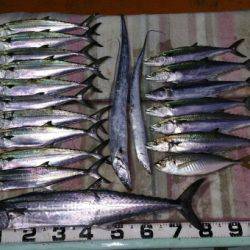 火遠理丸（ほおりまる） 釣果