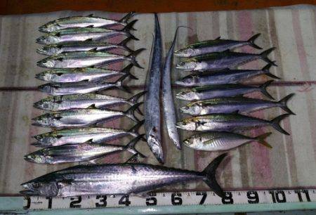 火遠理丸（ほおりまる） 釣果