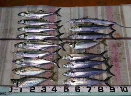 火遠理丸（ほおりまる） 釣果