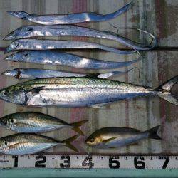 火遠理丸（ほおりまる） 釣果