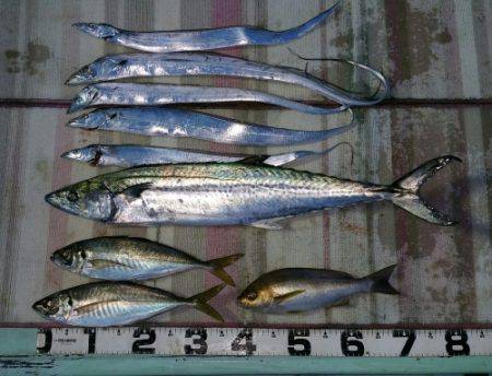 火遠理丸（ほおりまる） 釣果