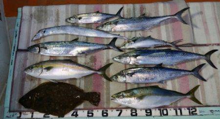 火遠理丸（ほおりまる） 釣果