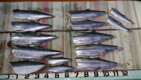 火遠理丸（ほおりまる） 釣果