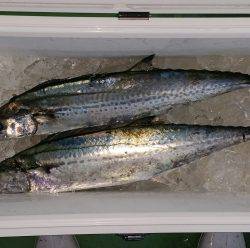 火遠理丸（ほおりまる） 釣果