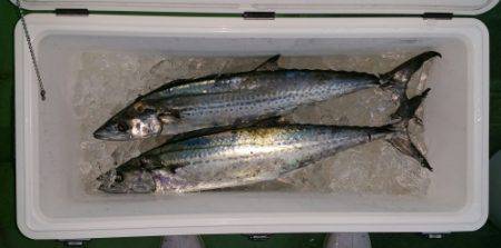 火遠理丸（ほおりまる） 釣果