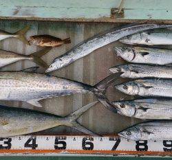 火遠理丸（ほおりまる） 釣果