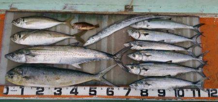 火遠理丸（ほおりまる） 釣果