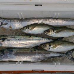 火遠理丸（ほおりまる） 釣果