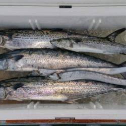 火遠理丸（ほおりまる） 釣果