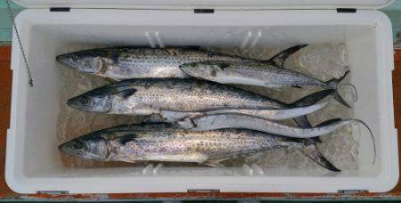 火遠理丸（ほおりまる） 釣果