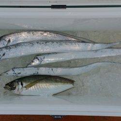 火遠理丸（ほおりまる） 釣果