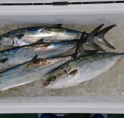 火遠理丸(ほおりまる) 釣果