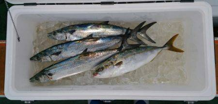 火遠理丸(ほおりまる) 釣果