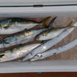 火遠理丸(ほおりまる) 釣果