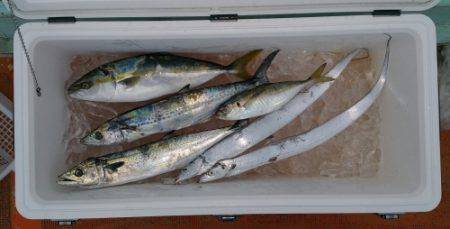 火遠理丸（ほおりまる） 釣果