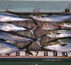 火遠理丸(ほおりまる) 釣果