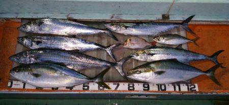 火遠理丸(ほおりまる) 釣果