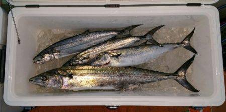 火遠理丸(ほおりまる) 釣果