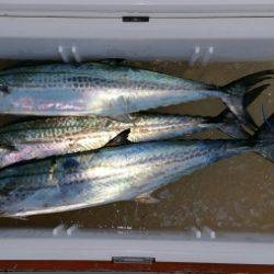 火遠理丸(ほおりまる) 釣果