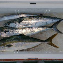 火遠理丸(ほおりまる) 釣果