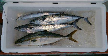 火遠理丸(ほおりまる) 釣果