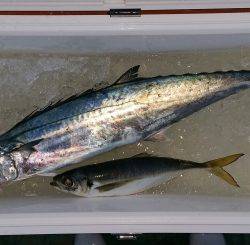 火遠理丸(ほおりまる) 釣果