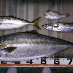 火遠理丸（ほおりまる） 釣果